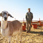 Geitenhouderijen en volksgezondheid: nieuwe inzichten vanuit de Gezondheidsraad